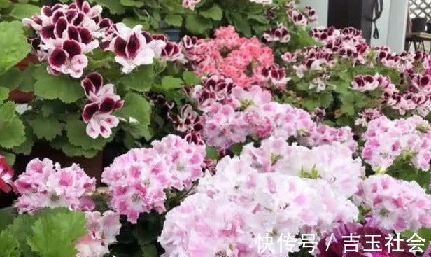 养不好花推荐1个小配方,叶绿花艳长得旺,年年花开效果好