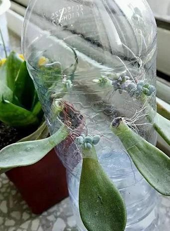 创意养护多肉，来个“神器”，生根快，叶片饱满肉质感强