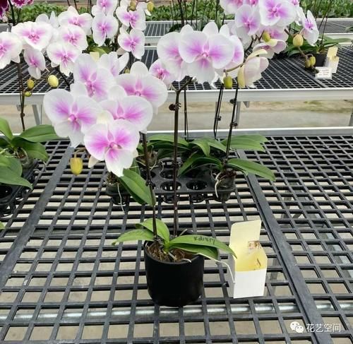 养花全靠“捡”，出门遇见这些东西捡回家，都是养花的宝贝！