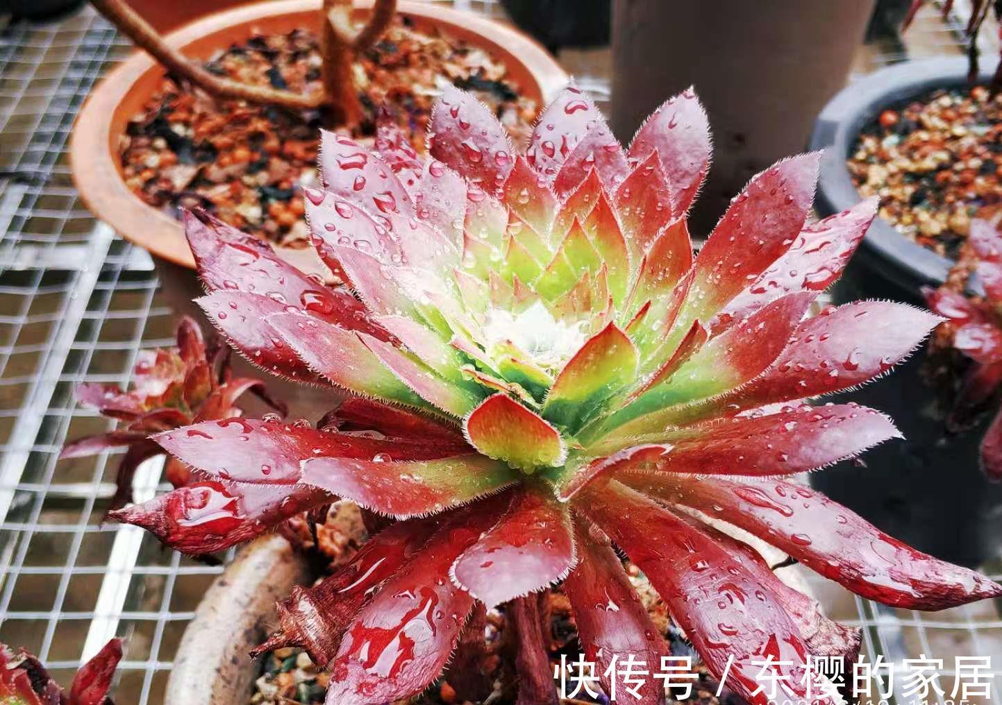 肉友|法师系多肉都有臭味?那是谣传,此8种法师都没味道,大家放心养