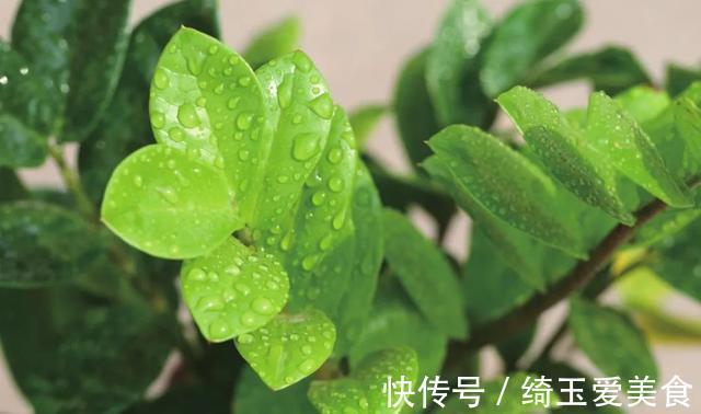 发财树|金钱树与发财树，谁更旺？左右为难，不如一起栽培