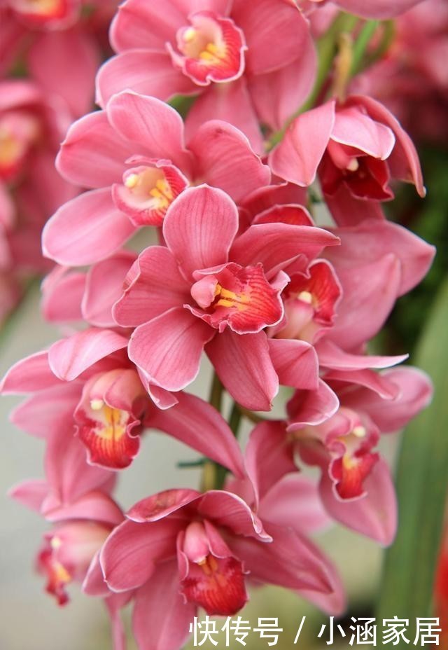大气|这几种花卉,冬天在家养上几盆,高端大气上档次!