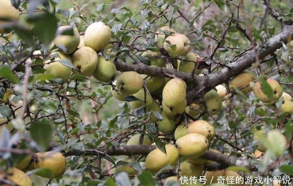 国内|国内特有一种水果，香气四溢却很少生吃，用来炖汤是一绝