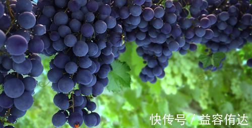 桂圆|失眠不用急，多吃这几种食物，促睡眠调五脏，让你一觉到天亮