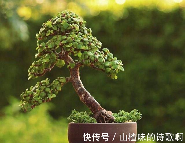 养金枝玉叶盆景，光浇水施肥没用，得会修剪才行，造型好看价值高！