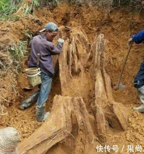 朋友|男子挖出巨型木头本想扔掉,朋友劝他去鉴定一下,结果高兴坏了