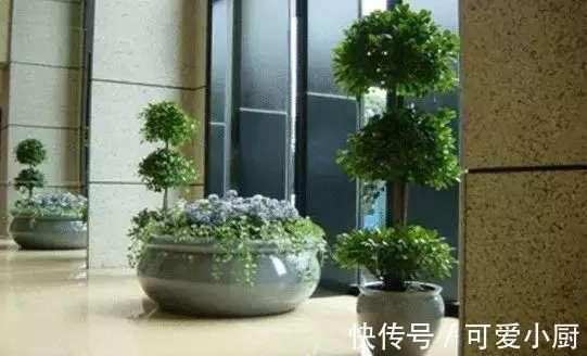 懒人养植的盆栽,一个月浇次水都没问题