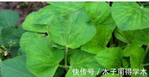 美容|女性爱美常吃的食物，美容护肤，排毒润燥，促进睡眠，气色好