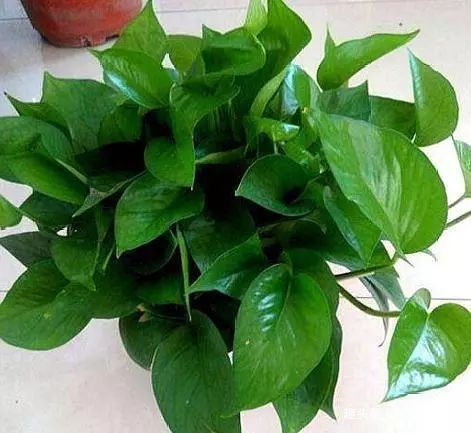 3种花不用买,几根枝条扔水里,10天冒白根,轻松养爆盆,花也旺