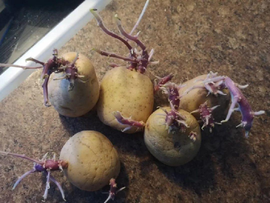 3个月后才回家，家里的花疯了，墙缝、房顶都爬满！