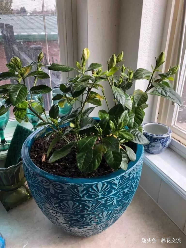 栀子花种院子开花特别好，移到盆里就叶黄枯萎，都怪这几点没做好