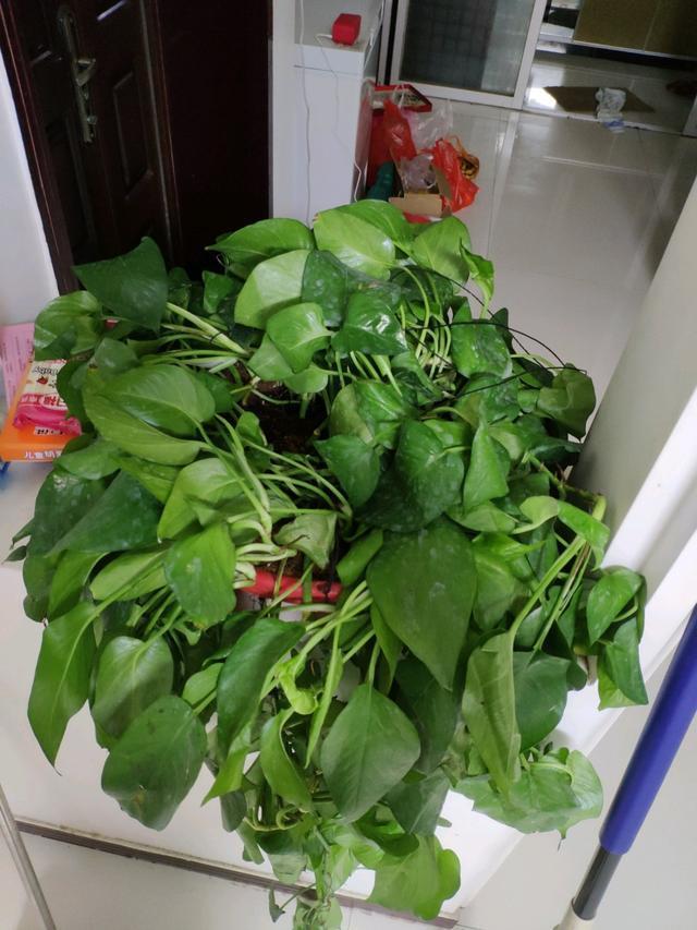 绿萝、发财树蔫了别浇水,浇一盆死一盆,要这样救治