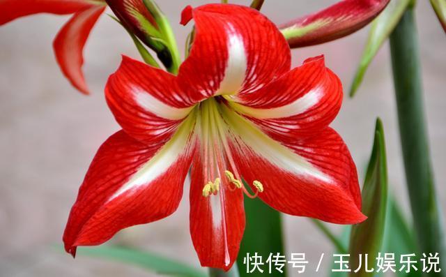 养花就养此3种,花朵硕大颜色丰富,开花漂亮韵味十足,人见人爱