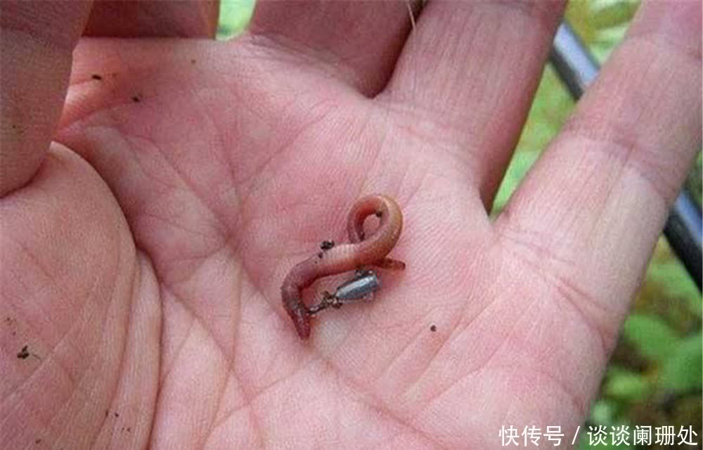 蚯蚓被钓鱼人称为万能饵,直接使用只是初级版,加强版你会用吗?