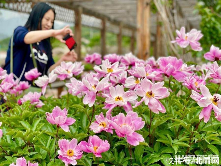 芍药绽红绡|芍药绽红绡 游人迎风醉