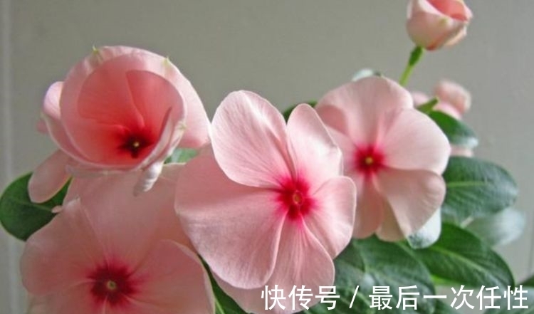 马蹄莲|冬天养此款花卉，风吹开花旺，花色繁多易爆盆，娇艳欲滴