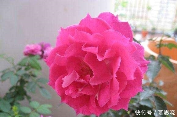 花香|这种花比香水还香，花香浓郁，花大色艳，抗病又好，是盆栽佳品