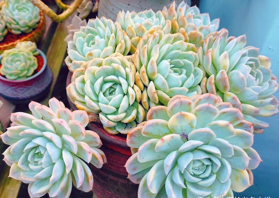 肉友|时间如白驹过隙,眨眼就到5月份了,我们的多肉还能不能淋雨呢?