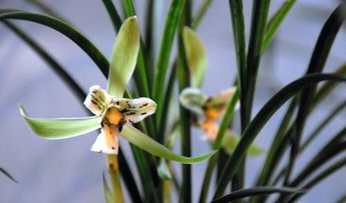 养殖兰花时，谨记僵苗的6个原因和救治办法，解决好了，苗壮芽旺