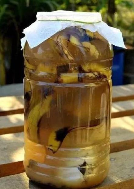 养殖花草小妙招用香蕉皮盆栽植物,分分钟搞定肥水、清洁问题