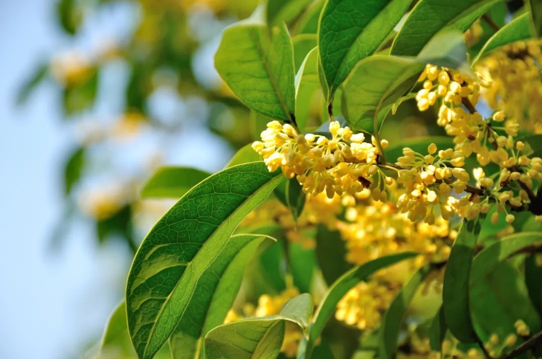 补血|心肝宝贝奖门人:“秋日第一花”,补血养胃还润燥!泡茶煮粥特美味
