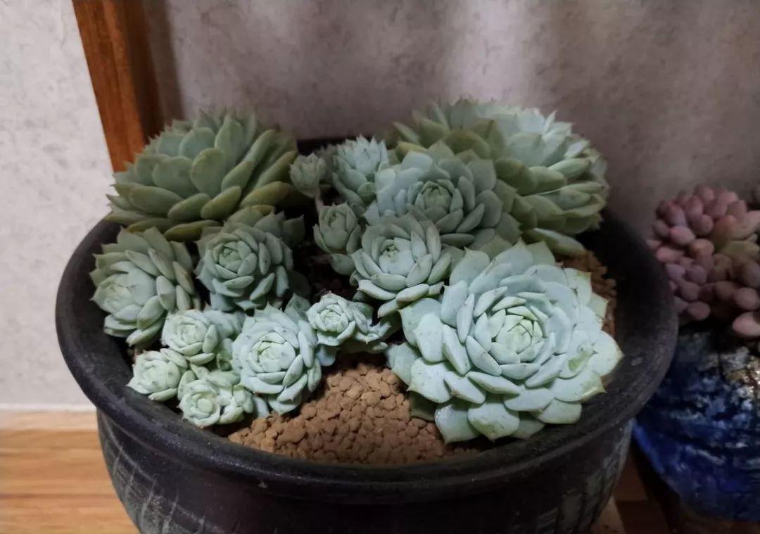 他家养的多肉盆栽,一棵能冒8个头,半年疯长100盆绿植