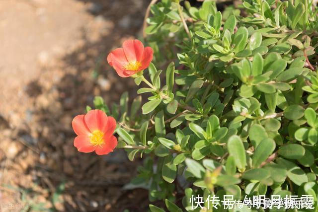 滇药录|本是野草,却被称为“天然青霉素”,怪不得许多人愿意吃呢