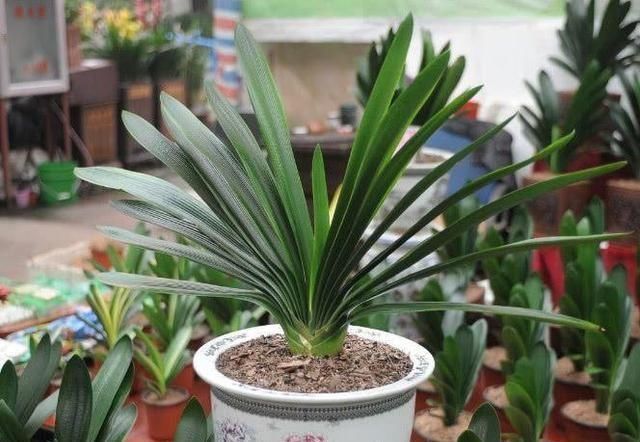 碰到君子兰夹箭不要慌,棉签擦一擦花心,花箭生长效果明显