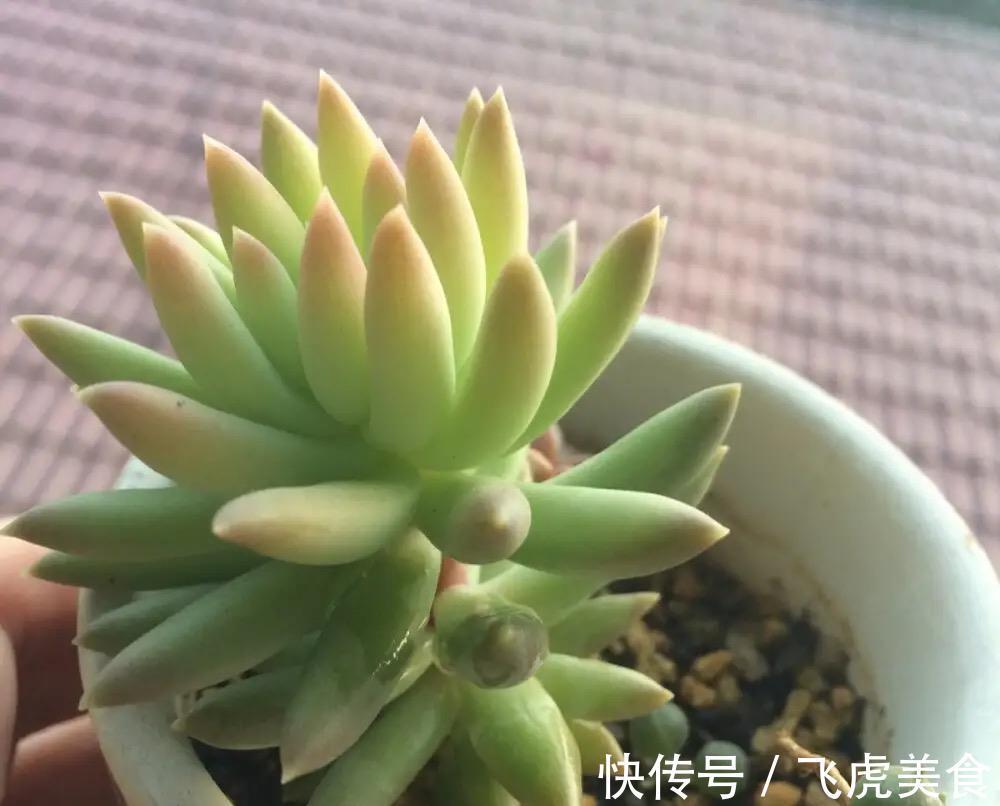 佛手|最好养的多肉名单公布,肥美又鲜艳,其中蛛丝卷绢像一张蜘蛛网