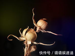 提个醒在山地灌丛中遇见此野花，一定要拔回家，现在知道还不晚