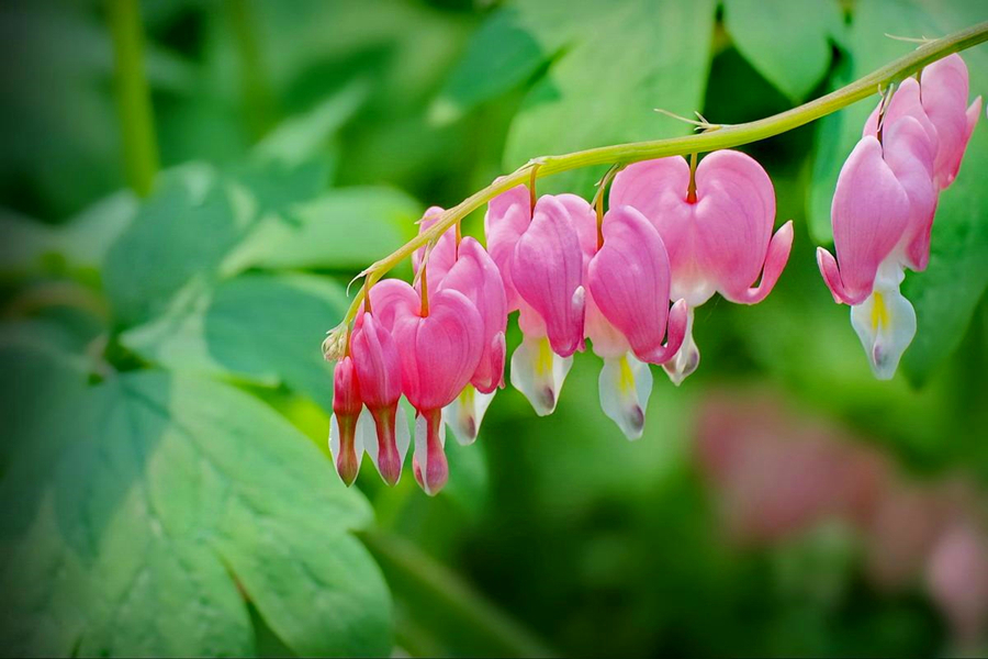 散光|5种耐阴花的日常养护，习性早知道，养花不求人