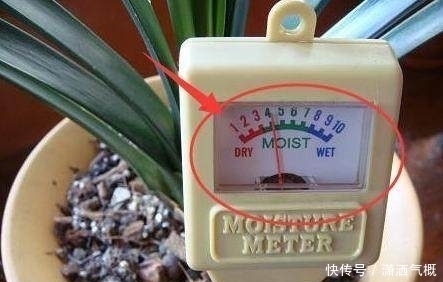 养花|养花别傻傻的“浇水”，老花匠教你一招，养什么花都可以“爆盆”