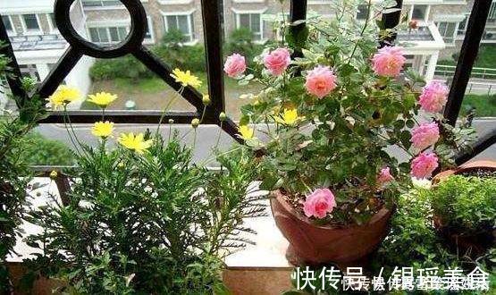 散尾葵|这3种花是“吸氧精”，可别养在卧室，争分夺秒的和你抢氧气