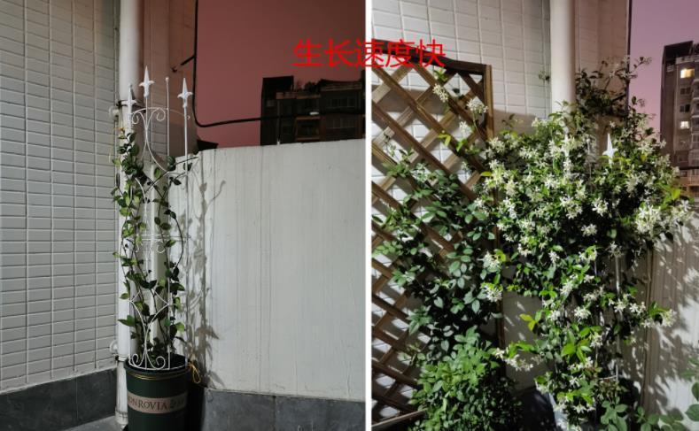 安全距离|养殖茉莉选银丝，盆栽抓住4点，一年四季开花，量多又持久