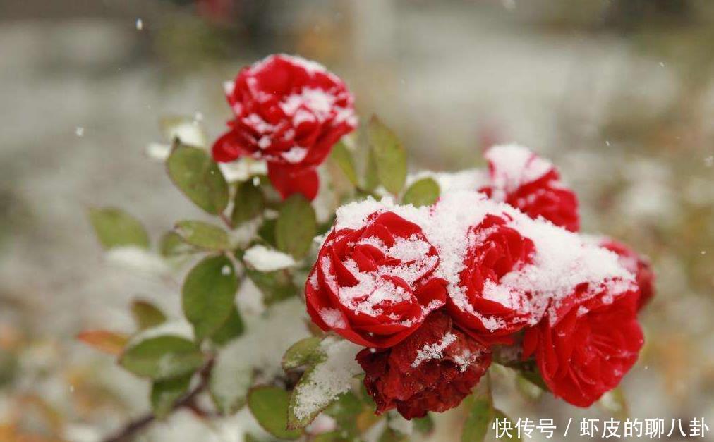 开花率|新手养花别考虑“三种”,养不活,开花想都别想