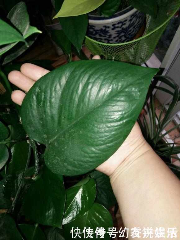 绿油油|想要绿萝不黄叶不烂根就得这样养,不仅不黄叶,还能常年绿油油