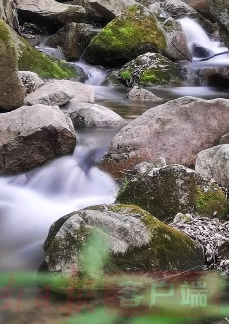 鲁山:醉美人间四月天 诗景龙潭赏杜鹃