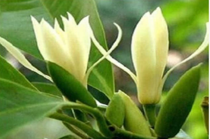 3种花养在家里,一整年都有好运气,浇水就疯长,开花爆盆很容易