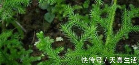 全身|农村称为“伸筋草”的植物,全身是毛,驱寒祛湿,药用价值高!