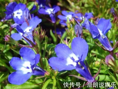 六倍利六倍利|这5款花卉,入秋便是“开花机器”,天冷也拦不住,枝头窜满花苞