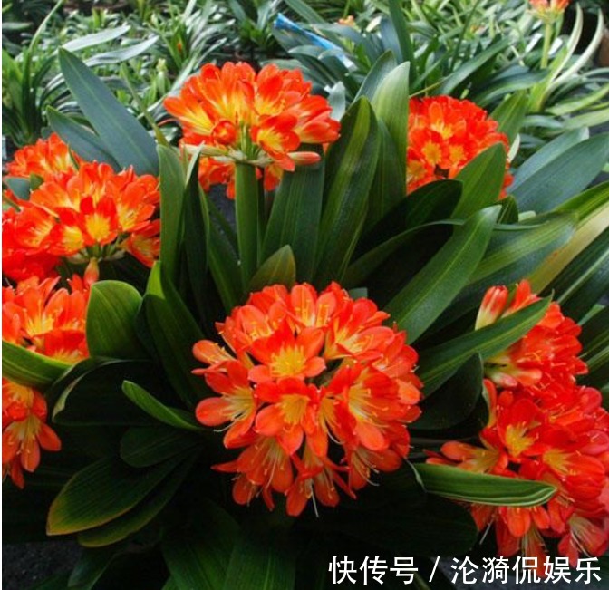 君子兰|养君子兰“不要等 ”,盆里加“1物”,快速出箭开出“大花球”!