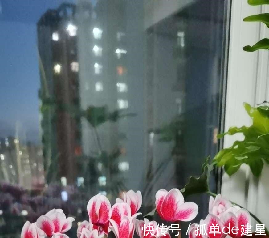 长势|这3种花别喷水,很容易烂叶,管住手长势好!