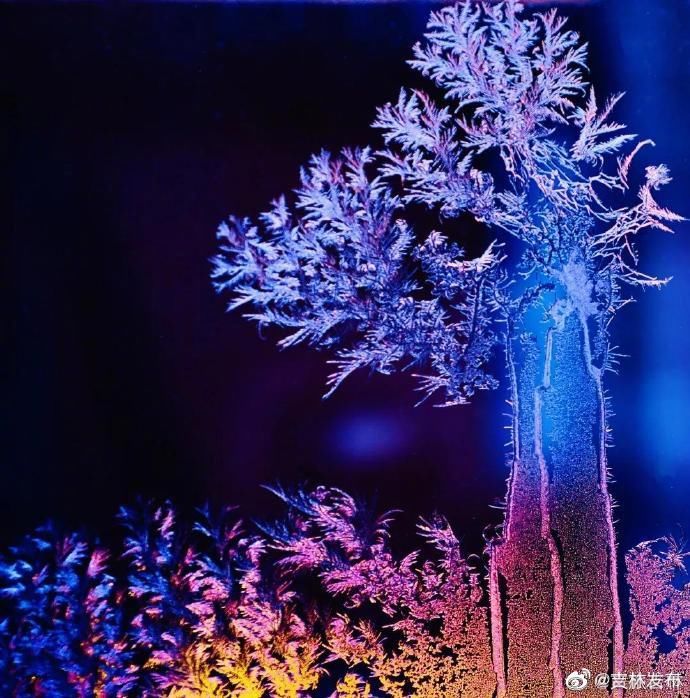  你家|霜窗花，冬天给你家窗子的吻！这些图美得像梦~