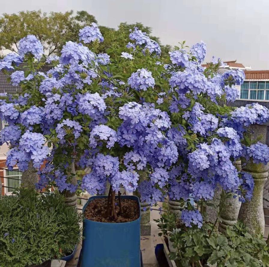 休眠|6种漂亮花，就怕下雨天，淋雨就发黄，雨天快搬屋里去