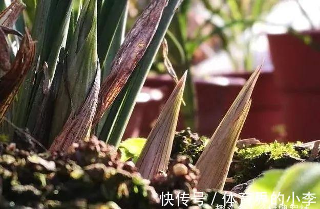 立冬到了，兰花还能淋雨吗？兰友说：这3种兰花千万不要淋雨