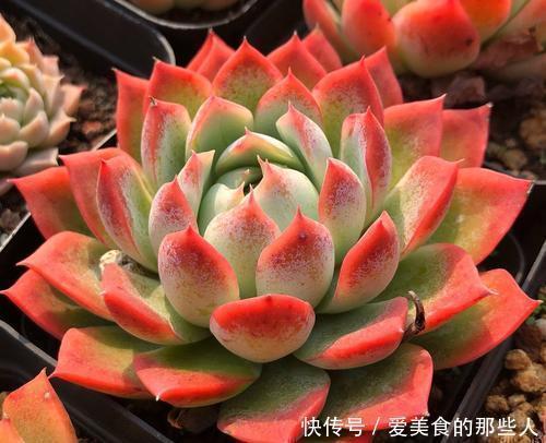 观赏价值|5种红色系多肉,灵气逼人楚楚可爱,人人见了都想养!