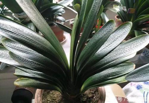 养君子兰不会浇水主要看叶子,水多水少有信号,养护也方便