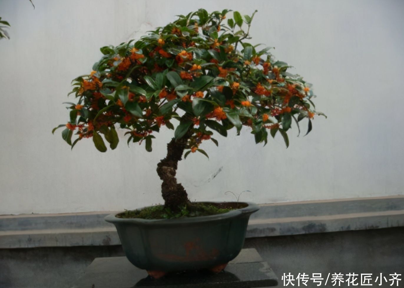 新手养不好桂花怎么办？掌握4个技巧，轻松让它叶绿花多，香味足