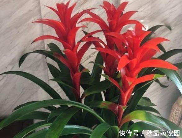 “3种花”不要随便送人,多养几盆在家,不仅旺宅还招财!