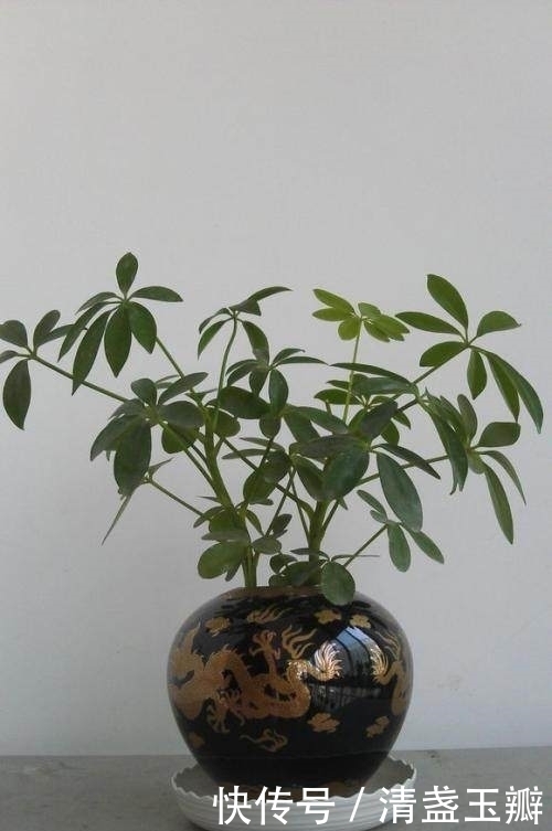 老公在家用废酒瓶养盆栽,做出来竟这么美,邻居都想高价购买!